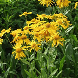 Гелениум осенний Хупа