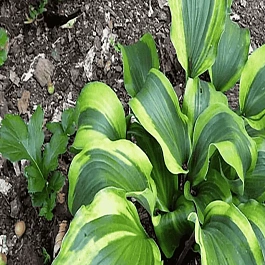 Хоста Monkey Business