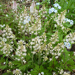 Тиарелла  Тимбукту