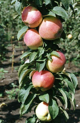 Яблоня колоновидная Зеленый Шум