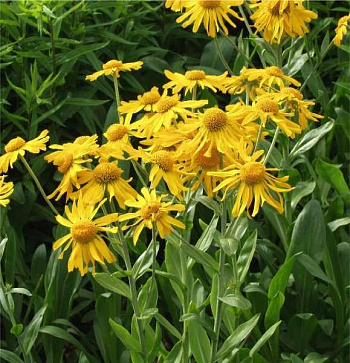 Гелениум осенний Хупа