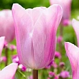 Тюльпан триумф Mistress