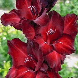 Гладиолус Black Surprise