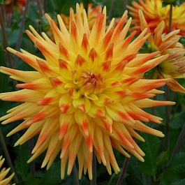 Георгина Кактусовая Райзин Сан