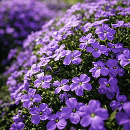 Аубриета Regado Blue White Bicolour