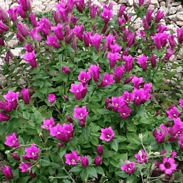 Горечавка бесстебельная Little Pinkie