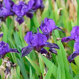 Ирис pum Little Shadow