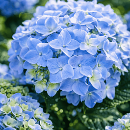 Гортензия крупнолистная Early Blue