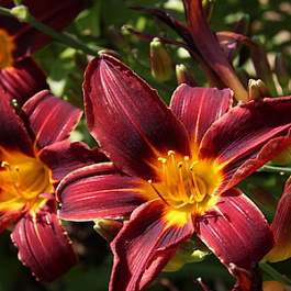 Лилейник гибридный Блэк Принц