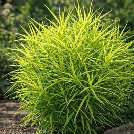 Осока пальмолистная