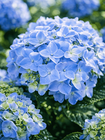 Гортензия крупнолистная Early Blue