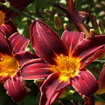 Лилейник гибридный Блэк Принц