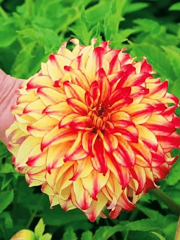 Георгина Lady Darlene