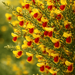 Ракитник венечный Andreanus