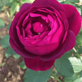 Роза чайно-гибридная Vino Rosso