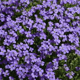 Аубриета Cascade Blue