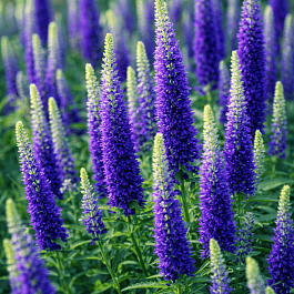 Вероника колосистая BLUE BOUQUET