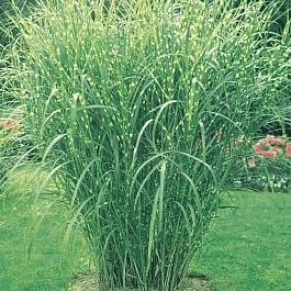 Мискантус китайский Strictus