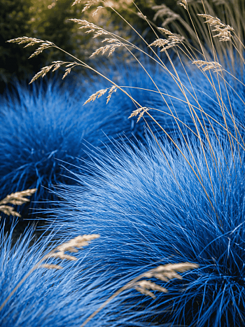 Овсяница сизая Blue Select