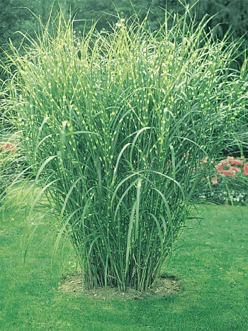 Мискантус китайский Strictus