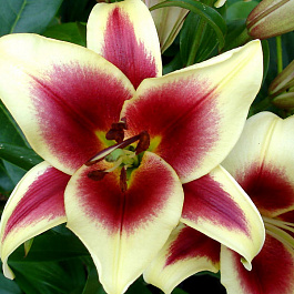 Лилия ОТ-гибрид Флавия