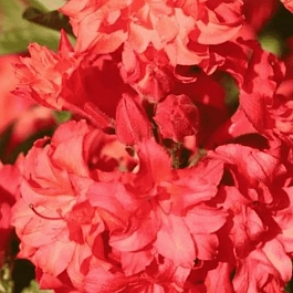 Азалия крупноцветковая Feuerkopfchen