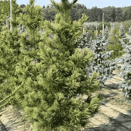 Сосна кедровая Aureovariegata