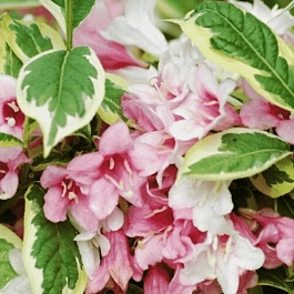 Вейгела цветущая Nana Variegata