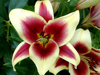 Лилия ОТ-гибрид Флавия