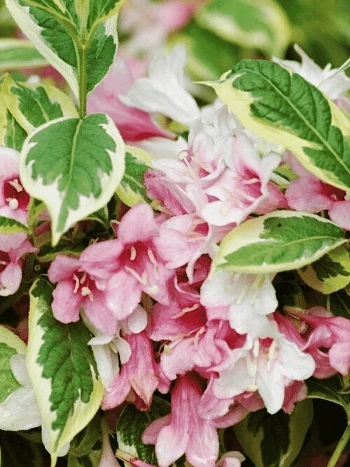 Вейгела цветущая Nana Variegata