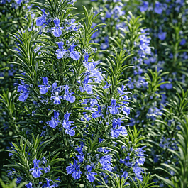 Розмарин лекарственный Blue Winter