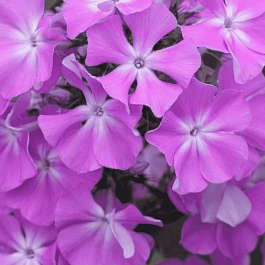 Флокс метельчатый Кокетка