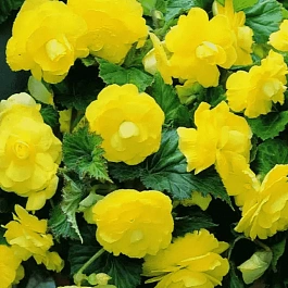 Бегония Double Yellow