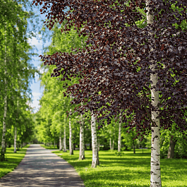 Береза повислая Royal Frost