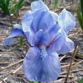 Ирис карликовый Little Sapphire