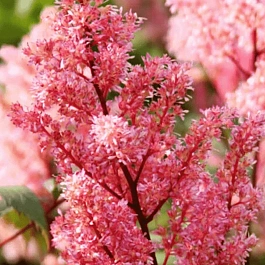 Астильба японская Lollypop
