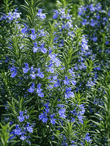 Розмарин лекарственный Blue Winter