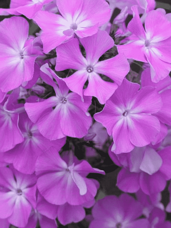 Флокс метельчатый Кокетка