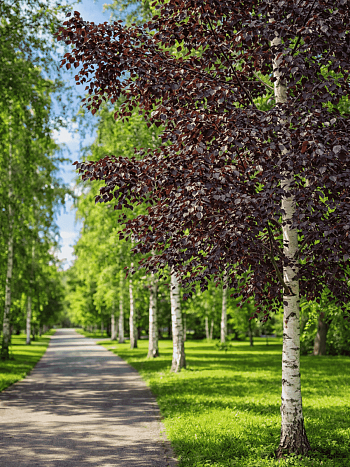 Береза повислая Royal Frost