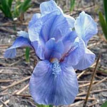 Ирис карликовый Little Sapphire