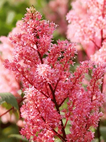 Астильба японская Lollypop