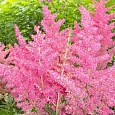 Астильба китайская Finale
