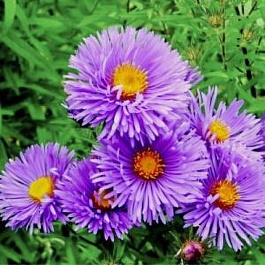 Астра новобельгийская Констанc