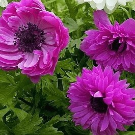 Анемона Double The Admiral