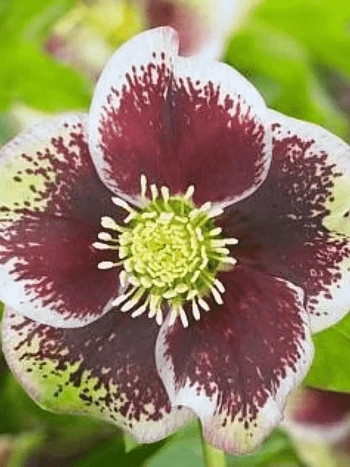 Морозник восточный Pretty Ellen Spotted