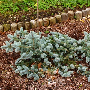 Ель колючая Glauca Procumbens