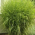 Мискантус китайский Zebrinus