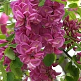 Робиния ложноакация Pink Cascade
