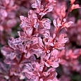 Барбарис Тунберга Rose Glow