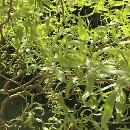 Ива Матсудана  Эритрофлексуоза